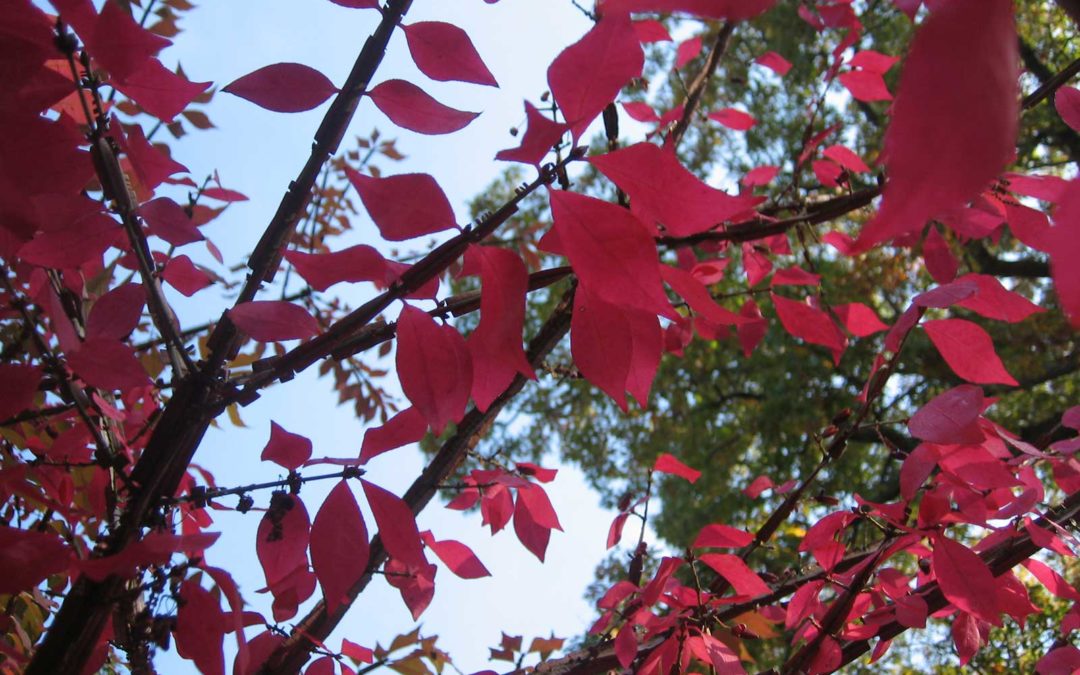red fall leaves in tree
